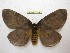  (Periphoba arcaei - BC-EvS 4574)  @14 [ ] © (2016) Eric van Schayck Unspecified