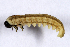  (Neodiprion edulicolus - TAM-000065)  @11 [ ] No Rights Reserved (2022) Tanner A. Matson Personal Collection of Tanner A. Matson