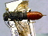  ( - CCDB-21342-C12)  @13 [ ] CreativeCommons - Attribution (2012) CBG Photography Group Pacific Forestry Centre