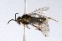  (Monophadnoides conspiculatus - USNMENT01734549)  @11 [ ] No Rights Reserved (2021) Smithsonian Institution, National Museum of Natural History Smithsonian Institution, National Museum of Natural History