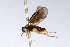  (Acordulecera maculata - USNMENT01734522)  @11 [ ] No Rights Reserved (2021) Smithsonian Institution, National Museum of Natural History Smithsonian Institution, National Museum of Natural History