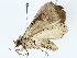  ( - BIOUG85244-G10)  @11 [ ] CreativeCommons - Attribution (2022) CBG Photography Group Centre for Biodiversity Genomics
