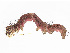  ( - CBG-A02840-H09)  @11 [ ] CreativeCommons - Attribution (2023) CBG Photography Group Centre for Biodiversity Genomics
