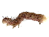  ( - CBG-A02878-H11)  @11 [ ] CreativeCommons - Attribution (2023) CBG Photography Group Centre for Biodiversity Genomics