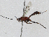  (Spilopimpla - CBG-A02898-A12)  @11 [ ] CreativeCommons - Attribution (2023) CBG Photography Group Centre for Biodiversity Genomics