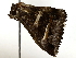 ( - BIOUG85245-G02)  @11 [ ] CreativeCommons - Attribution (2022) CBG Photography Group Centre for Biodiversity Genomics