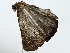  ( - BIOUG85245-G09)  @11 [ ] CreativeCommons - Attribution (2022) CBG Photography Group Centre for Biodiversity Genomics