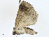  ( - BIOUG97791-B07)  @11 [ ] CreativeCommons - Attribution (2023) CBG Photography Group Centre for Biodiversity Genomics