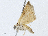  ( - CBG-A04435-C10)  @11 [ ] CreativeCommons - Attribution (2023) CBG Photography Group Centre for Biodiversity Genomics