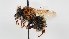  (Melipona favosa - LABUN-37280b)  @11 [ ] by-nc-sa (2020) SNSB, Staatliche Naturwissenschaftliche Sammlungen Bayerns LABUN (National University of Colombia)
