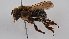  (Melipona interrupta - LABUN-32843a)  @11 [ ] by-nc-sa (2020) SNSB, Staatliche Naturwissenschaftliche Sammlungen Bayerns LABUN (National University of Colombia)