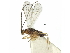  ( - NGS-00073-A05)  @11 [ ] CreativeCommons - Attribution Non-Commercial Share-Alike (2017) Sergey Belokobylskij Russian Academy of Sciences, Zoological Institute