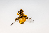  ( - SBCTA2022Jun28B)  @11 [ ] by-nc-nd (2024) Elijah Goodwin Stone Barns Center