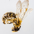  ( - SBCTA2023MAR26b)  @11 [ ] by-nc-nd (2024) Elijah Goodwin Stone Barns Center