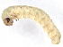  ( - BIOUG60804-D02)  @11 [ ] CreativeCommons - Attribution (2021) CBG Photography Group Centre for Biodiversity Genomics