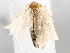  ( - BIOUG72934-H02)  @12 [ ] CreativeCommons - Attribution (2021) CBG Photography Group Centre for Biodiversity Genomics
