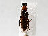 ( - BIOUG72935-A12)  @11 [ ] CreativeCommons - Attribution (2021) CBG Photography Group Centre for Biodiversity Genomics