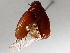  ( - BIOUG72937-C08)  @11 [ ] CreativeCommons - Attribution (2021) CBG Photography Group Centre for Biodiversity Genomics