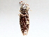 ( - BIOUG72959-B01)  @11 [ ] CreativeCommons - Attribution (2021) CBG Photography Group Centre for Biodiversity Genomics