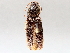  ( - BIOUG72960-B10)  @11 [ ] CreativeCommons - Attribution (2021) CBG Photography Group Centre for Biodiversity Genomics