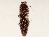  ( - BIOUG72962-G08)  @11 [ ] CreativeCommons - Attribution (2021) CBG Photography Group Centre for Biodiversity Genomics
