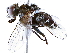  ( - BIOUG72963-A12)  @11 [ ] CreativeCommons - Attribution (2021) CBG Photography Group Centre for Biodiversity Genomics