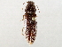  ( - BIOUG72964-C02)  @11 [ ] CreativeCommons - Attribution (2021) CBG Photography Group Centre for Biodiversity Genomics