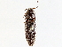  ( - BIOUG72964-E12)  @11 [ ] CreativeCommons - Attribution (2021) CBG Photography Group Centre for Biodiversity Genomics