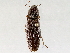  ( - BIOUG72964-F05)  @11 [ ] CreativeCommons - Attribution (2021) CBG Photography Group Centre for Biodiversity Genomics