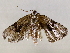  ( - BIOUG73640-A05)  @11 [ ] CreativeCommons - Attribution (2021) CBG Photography Group Centre for Biodiversity Genomics