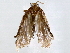  ( - BIOUG73640-B09)  @11 [ ] CreativeCommons - Attribution (2021) CBG Photography Group Centre for Biodiversity Genomics
