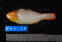  (Cetoscarus - NBE0029)  @13 [ ] No Rights Reserved  Unspecified Unspecified