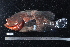  (Aethaloperca - NBE0341)  @14 [ ] No Rights Reserved  Unspecified Unspecified