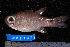  (Nectamia fusca - NBE1028)  @14 [ ] No Rights Reserved  Unspecified Unspecified
