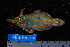  ( - NBE1078)  @13 [ ] No Rights Reserved  Unspecified Unspecified