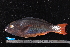  (Scarus tricolor - NBE1098)  @14 [ ] No Rights Reserved  Unspecified Unspecified