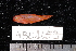  (Trimma flammeum - NBE1159)  @14 [ ] No Rights Reserved  Unspecified Unspecified