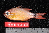  (Ostorhinchus aureus - NBE1222)  @14 [ ] No Rights Reserved  Unspecified Unspecified