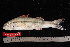  (Upeneus heemstra - NBE1297)  @14 [ ] No Rights Reserved  Unspecified Unspecified