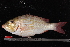  ( - NBE1312)  @12 [ ] No Rights Reserved  Unspecified Unspecified