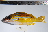  (Lutjanus kasmira - REU0723)  @13 [ ] No Rights Reserved  Unspecified Unspecified