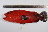  (Cephalopholis nigripinnis - REU0951)  @13 [ ] No Rights Reserved  Unspecified Unspecified