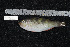  (Scarus scaber - REU148_1)  @14 [ ] No Rights Reserved  Unspecified Unspecified