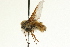  (Bombylius validus - AY165655)  @13 [ ] CreativeCommons - Attribution (2009) Unspecified Centre for Biodiversity Genomics