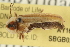  ( - AY165656)  @13 [ ] CreativeCommons - Attribution (2009) Unspecified Centre for Biodiversity Genomics