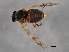  ( - AY165650)  @13 [ ] CreativeCommons - Attribution (2009) Unspecified Centre for Biodiversity Genomics