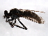  (Lasiopogon cinereus - AY165732)  @13 [ ] CreativeCommons - Attribution (2009) Unspecified Centre for Biodiversity Genomics