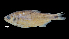  (Brycon henni - IAvH-CT-16234)  @11 [ ] Copyright (2019) Alejandro Mendez Lopez Instituto de Investigacion de Recursos Biologicos Alexander von Humboldt