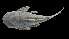  (Chaetostoma milesi - IAvH-CT-16237)  @11 [ ] Copyright (2019) Alejandro Mendez Lopez Instituto de Investigacion de Recursos Biologicos Alexander von Humboldt