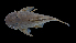  (Chaetostoma thomsoni - IAvH-CT-16238)  @11 [ ] Copyright (2019) Alejandro Mendez Lopez Instituto de Investigacion de Recursos Biologicos Alexander von Humboldt